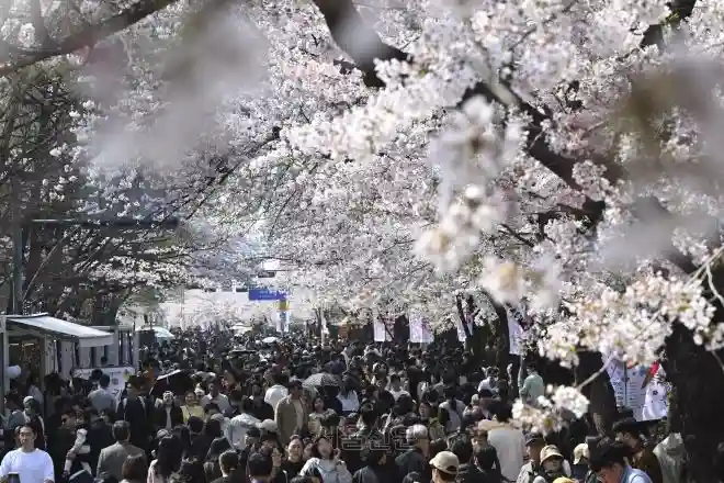 5일 벚꽃이 만발한 서울 영등포구 여의도 윤중로 일대가 나들이 나온 시민들로 북적이고 있다. 2026.4.5 이지훈 기자