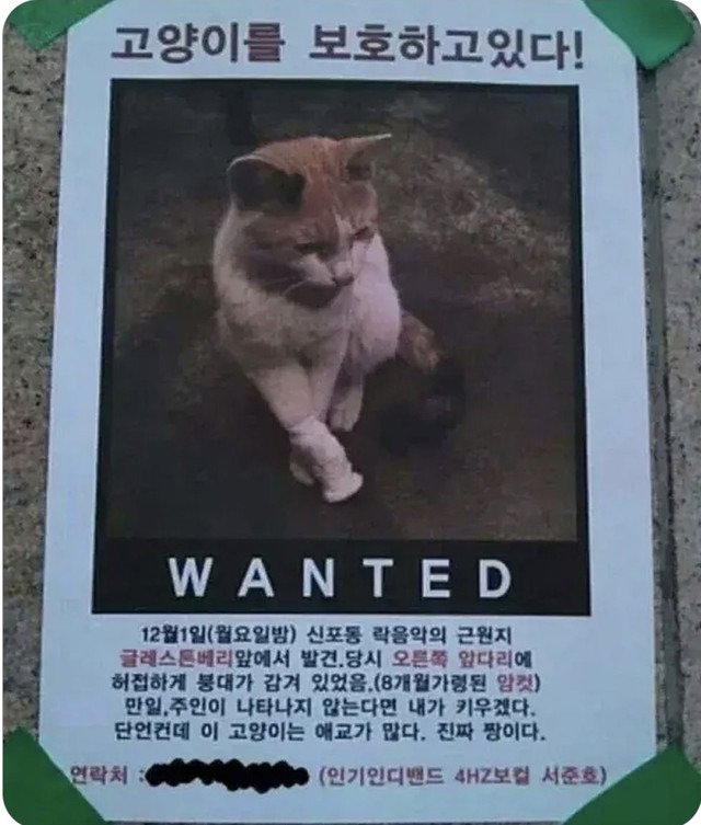 고양이를 보호 하고 있다