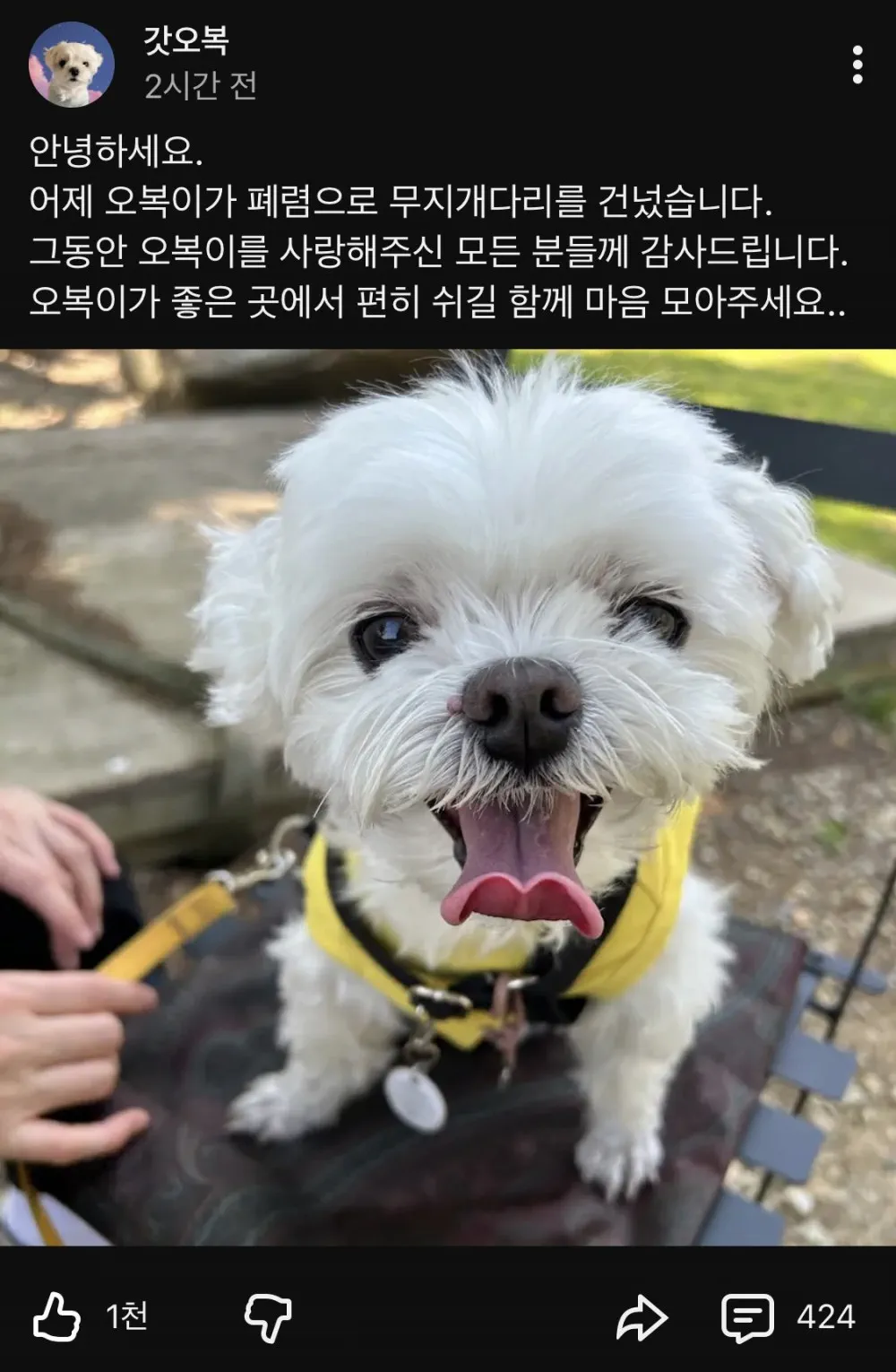 누나가 뺏어먹야지 영상으로 유명한 오복이 슬픈 소식 관련 이미지 1