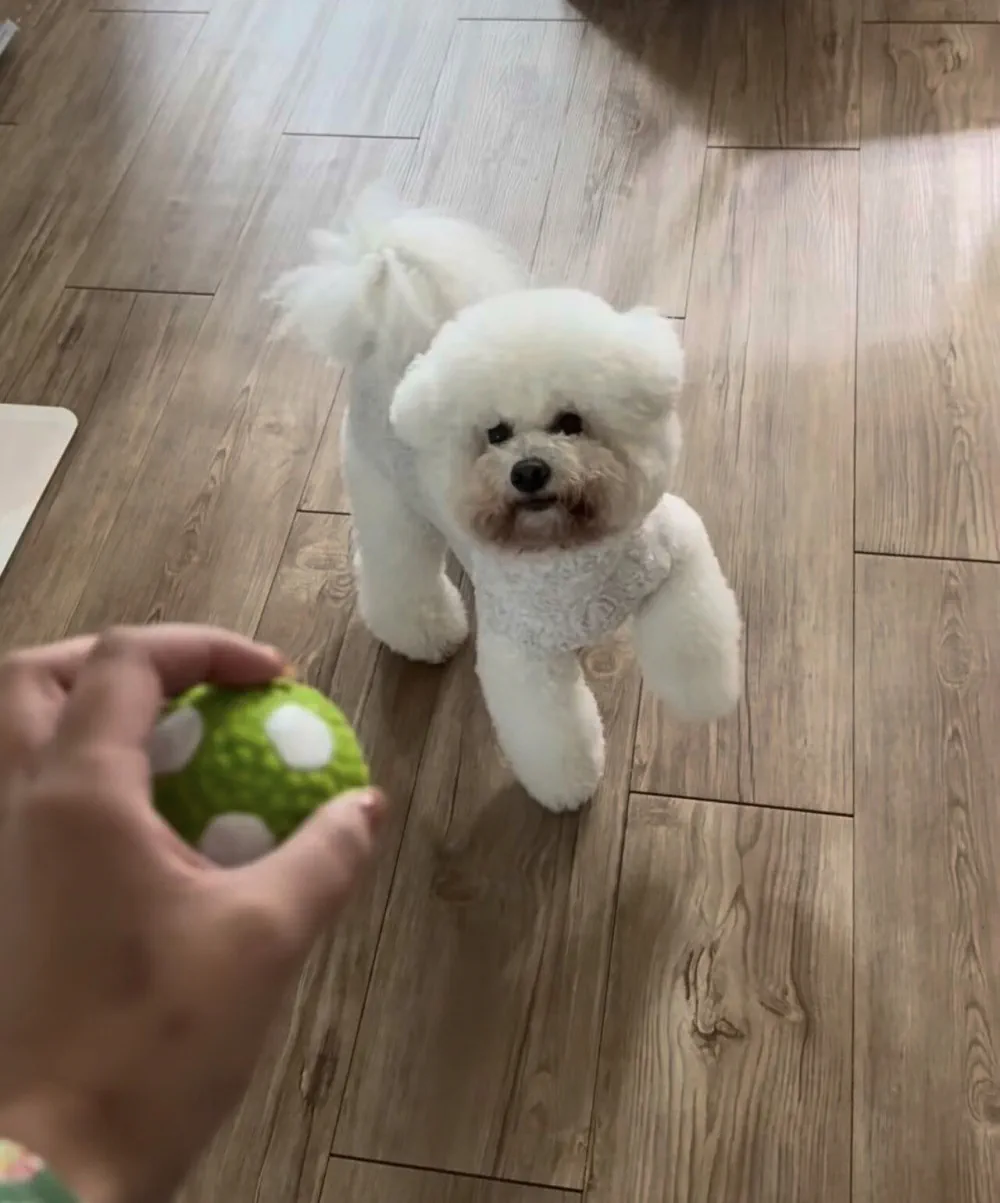 장난감 사달라고 조르는 강아지 ㅎㄷㄷ 관련 이미지 1