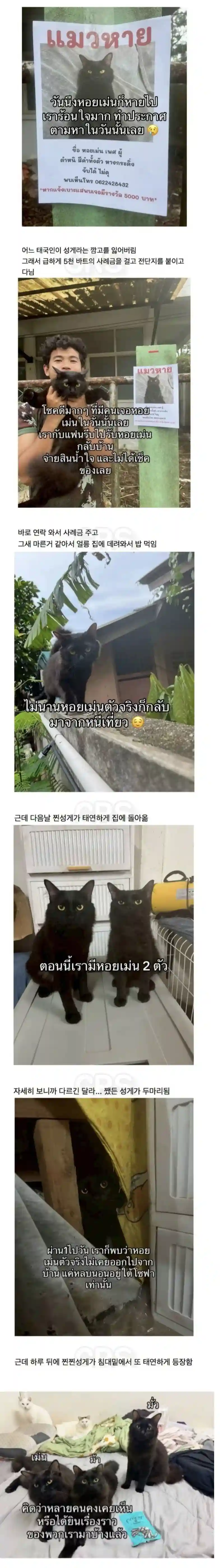 고양이를_잃어버린_태국인.jpg