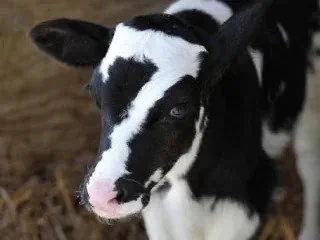 소 배에 가득 찬 가스를 제거하는 영상 관련 이미지 1