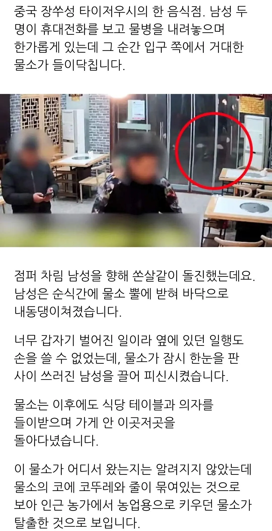 ???:아니 물소가 식당에 들어 왔다니까? 관련 이미지 1