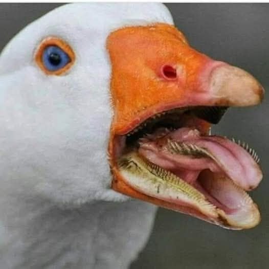 거위 혓바닥