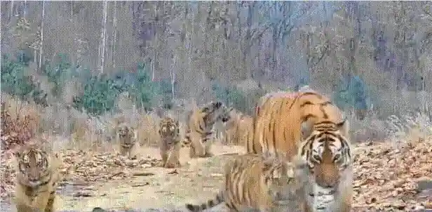 01.gif