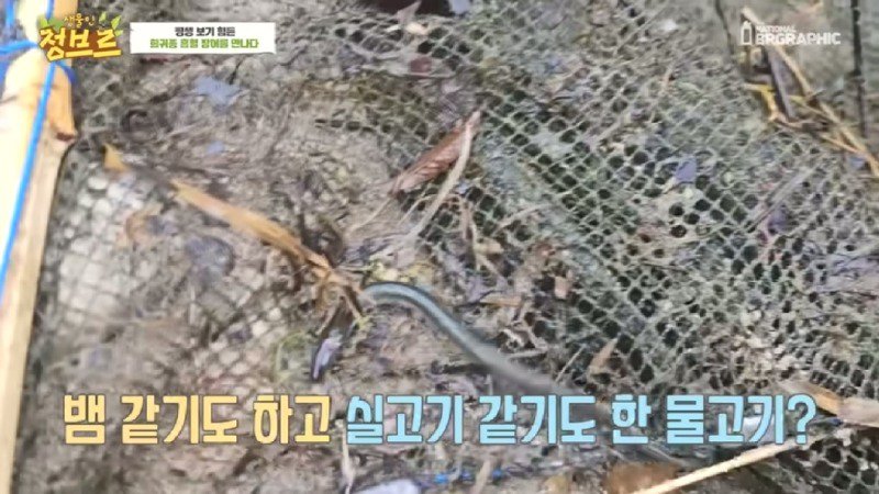 하천에서 족대질하다가 우연히 발견한 칠성장어