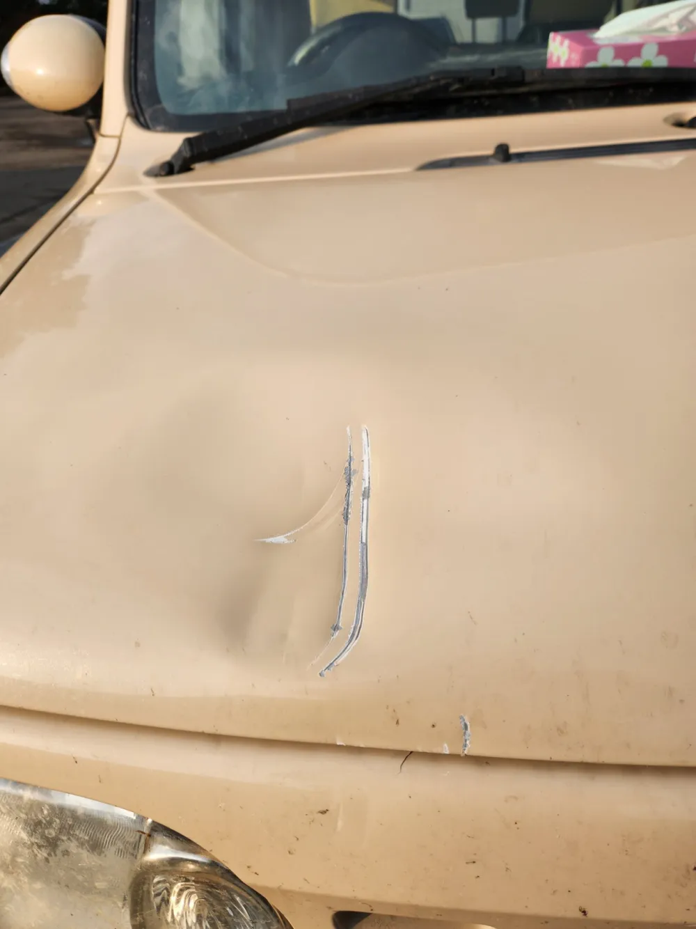 차량에 돌진하는 일본 곰 관련 이미지