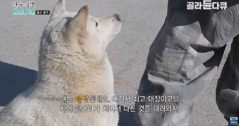 버려진 14마리의 강아지를 사찰로 들여온 스님