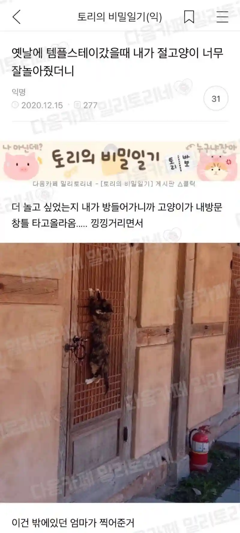 템플스테이갔을때_내가_절고양이_너무_잘놀아줬더니.jpg