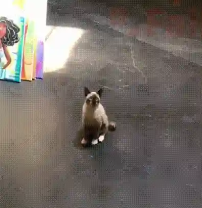 00-1.gif